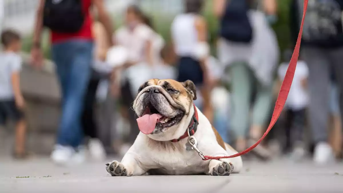 Hunde mit sehr kurzen Nasen können kaum atmen und machen häufig Schnarchgeräusche. (Symbolbild) - Bild: Frank Rumpenhorst/dpa/dpa-tmn