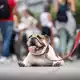 Hunde mit sehr kurzen Nasen können kaum atmen und machen häufig Schnarchgeräusche. (Symbolbild) - Bild: Frank Rumpenhorst/dpa/dpa-tmn