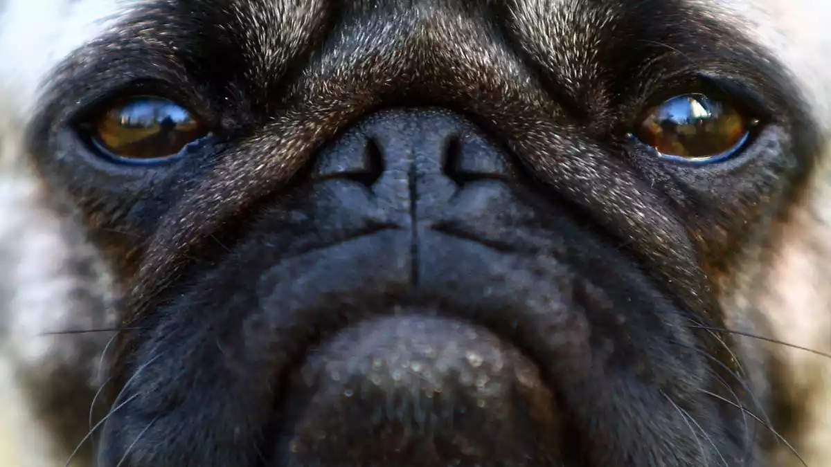 Hitze und Belastung können bei kurznasigen Hunden schwere Atemnot auslösen, die in Extremfällen zum Ersticken führen kann. (Symbolbild)  - Bild: Fredrik von Erichsen/dpa