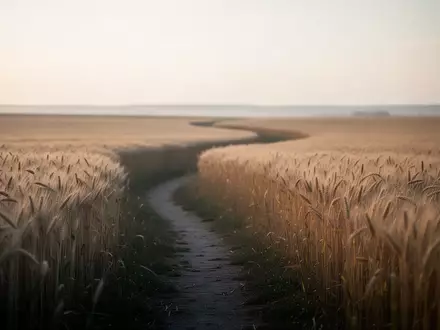 Ein sanfter, goldener Weg durch ein Weizenfeld bei Sonnenaufgang, der Wachstum und eine langfristige Perspektive symbolisiert. - Foto: über boerse-global.de
