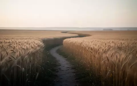 Ein sanfter, goldener Weg durch ein Weizenfeld bei Sonnenaufgang, der Wachstum und eine langfristige Perspektive symbolisiert. - Foto: über boerse-global.de