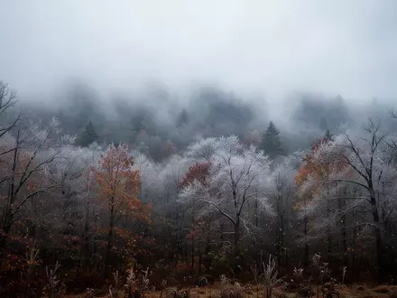 Ein nebliger Herbstwald mit kahlen Bäumen unter einem bedeckten Himmel, der die verringerte Sonneneinstrahlung symbolisiert. - Foto: über boerse-global.de