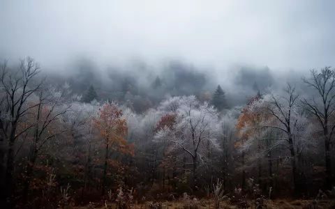 Ein nebliger Herbstwald mit kahlen Bäumen unter einem bedeckten Himmel, der die verringerte Sonneneinstrahlung symbolisiert. - Foto: über boerse-global.de