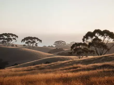 Eine friedliche, hügelige kalifornische Landschaft bei Sonnenuntergang mit goldenem Gras und Baumsilhouetten. - Foto: über boerse-global.de
