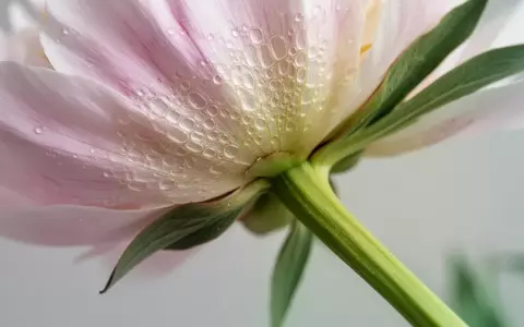 Nahaufnahme der zellulĂ€ren Strukturen einer Pfingstrose als Symbol fĂŒr die botanische Forschung in der Nanomedizin. - Foto: ĂŒber boerse-global.de
