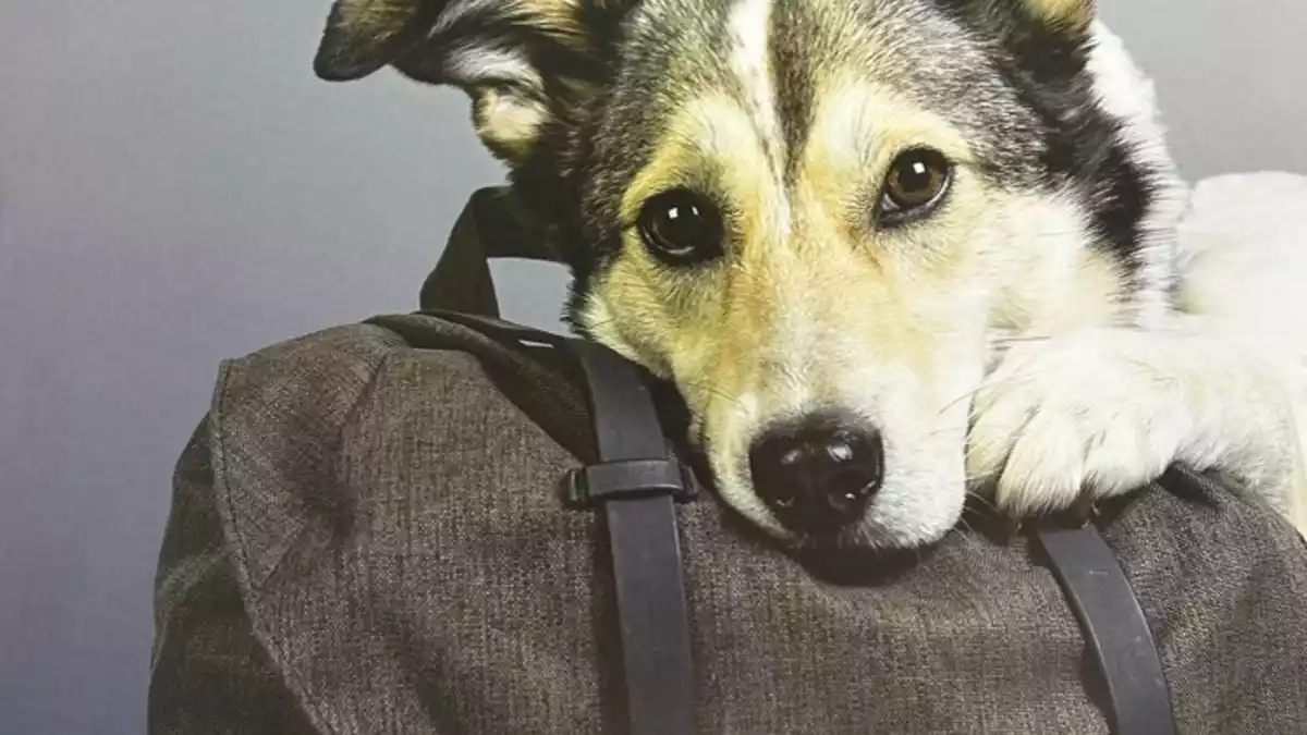 POL-ME: Augen auf - Tasche zu! - Landesweite Aktionswoche zum Thema Taschendiebstahl - 2610043 - Bild: presseportal.de