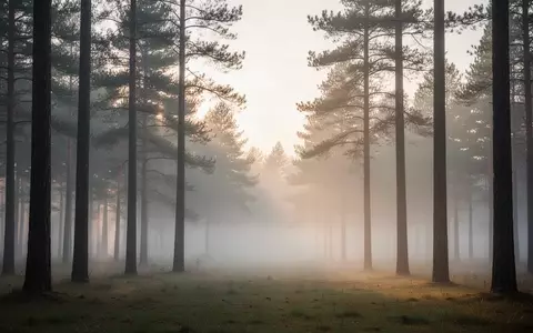 Ein ruhiger Wald bei Morgendämmerung mit sanftem Nebel zwischen den Bäumen, der eine Atmosphäre der Stille und Besinnung vermittelt. - Foto: über boerse-global.de