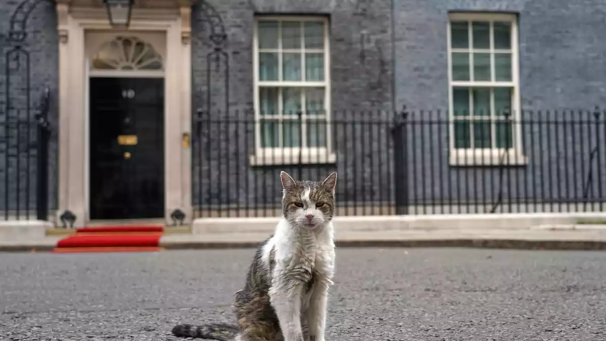 Kater Larry stiehlt Staatsgästen gerne mal die Schau. (Archivbild) - Bild: Alberto Pezzali/AP/dpa