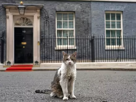 Kater Larry stiehlt Staatsgästen gerne mal die Schau. (Archivbild) - Foto: Alberto Pezzali/AP/dpa