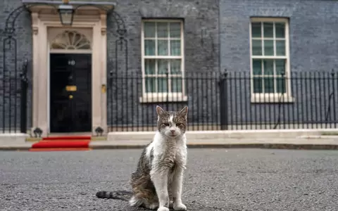 Kater Larry stiehlt Staatsgästen gerne mal die Schau. (Archivbild) - Foto: Alberto Pezzali/AP/dpa