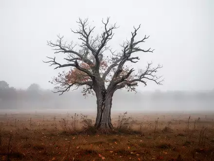 Ein einsamer, knorriger Baum in einem nebligen Herbstfeld, der die Vergänglichkeit und den Alterungsprozess symbolisiert. - Foto: über boerse-global.de