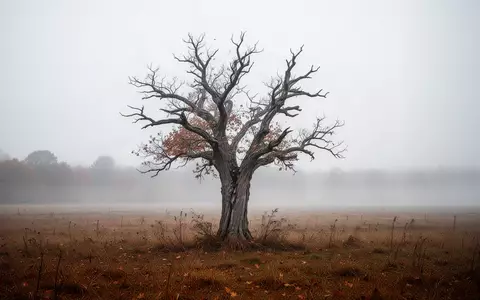 Ein einsamer, knorriger Baum in einem nebligen Herbstfeld, der die Vergänglichkeit und den Alterungsprozess symbolisiert. - Foto: über boerse-global.de
