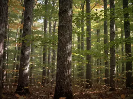 Ein sonnendurchfluteter Erlenwald mit Fokus auf die Textur der Baumstämme und das grüne Blattwerk. - Foto: über boerse-global.de