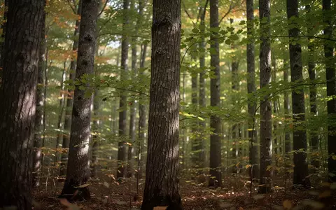 Ein sonnendurchfluteter Erlenwald mit Fokus auf die Textur der Baumstämme und das grüne Blattwerk. - Foto: über boerse-global.de