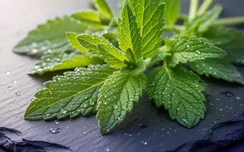 Nahaufnahme frischer grüner Heilpflanzenblätter mit Tautropfen auf einer dunklen Schieferoberfläche. - Foto: über boerse-global.de