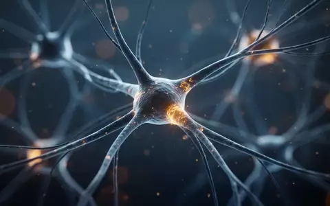 Mikroskopische Aufnahme neuronaler Netzwerke und synaptischer Verbindungen im menschlichen Gehirn. - Foto: über boerse-global.de