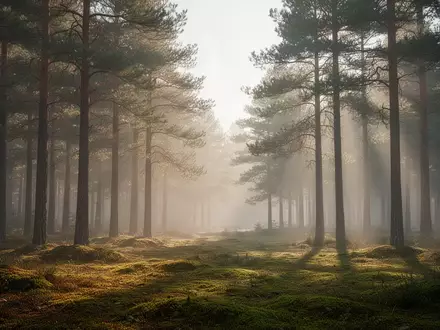 Ein ruhiger Wald bei Tagesanbruch, der eine friedliche und entspannte Atmosphäre vermittelt. - Foto: über boerse-global.de