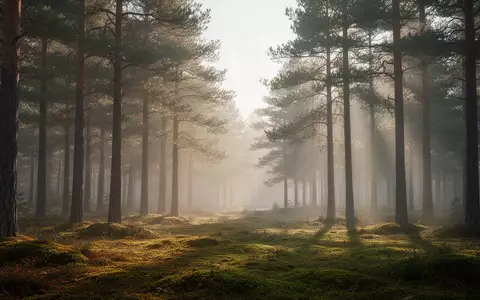 Ein ruhiger Wald bei Tagesanbruch, der eine friedliche und entspannte Atmosphäre vermittelt. - Foto: über boerse-global.de