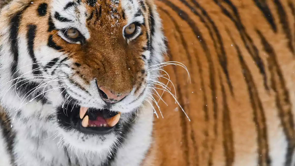 Der sibirische Tiger oder Amur-Tiger ist die größte Raubkatze der Welt. In einem Zoo in England wurde ein Mann von einem der Tiere getötet, nachdem er dessen Gehege betreten hatte. (Illustration) - Bild: Patrick Pleul/dpa-Zentralbild/dpa
