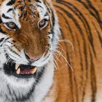 Der sibirische Tiger oder Amur-Tiger ist die größte Raubkatze der Welt. In einem Zoo in England wurde ein Mann von einem der Tiere getötet, nachdem er dessen Gehege betreten hatte. (Illustration) - Foto: Patrick Pleul/dpa-Zentralbild/dpa