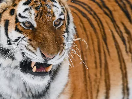 Der sibirische Tiger oder Amur-Tiger ist die größte Raubkatze der Welt. In einem Zoo in England wurde ein Mann von einem der Tiere getötet, nachdem er dessen Gehege betreten hatte. (Illustration) - Foto: Patrick Pleul/dpa-Zentralbild/dpa
