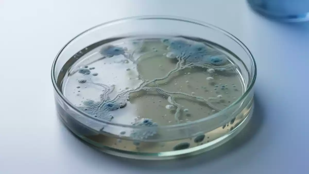 Darmmikrobiom und Entzündungen: Studien zu Zucker, Ernährung und Diagnostik