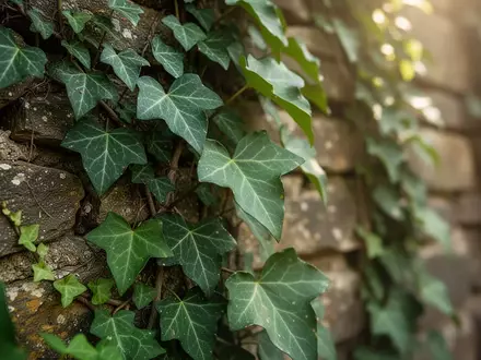 Nahaufnahme von EfeublĂ€ttern an einer Steinmauer. - Foto: ĂŒber boerse-global.de