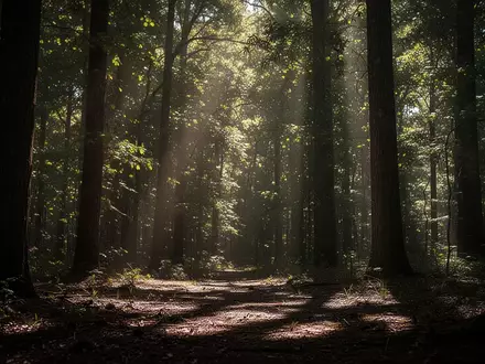 Sonnenlicht, das durch ein dichtes Blätterdach in einen Wald fällt und Licht- und Schattenmuster auf dem Boden erzeugt. - Foto: über boerse-global.de