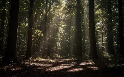 Sonnenlicht, das durch ein dichtes Blätterdach in einen Wald fällt und Licht- und Schattenmuster auf dem Boden erzeugt. - Foto: über boerse-global.de