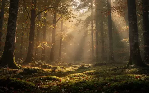 Sonnenlicht fällt durch die Baumkronen eines herbstlichen Waldes und beleuchtet den Waldboden. - Foto: über boerse-global.de