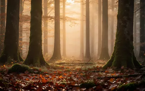 Ein nebliger Herbstwald im warmen Morgenlicht, der Ruhe und Naturverbundenheit ausstrahlt. - Foto: ĂĽber boerse-global.de