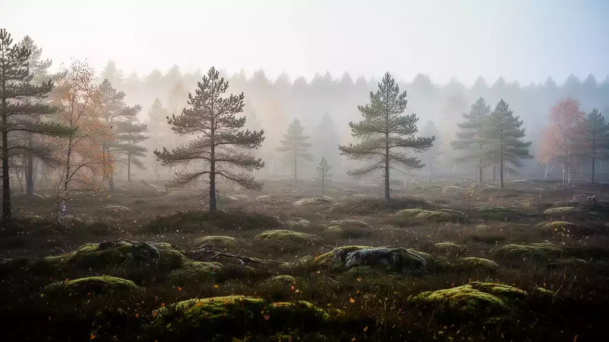 Natur und Kreativität: Regionale Angebote helfen beim Stressabbau
