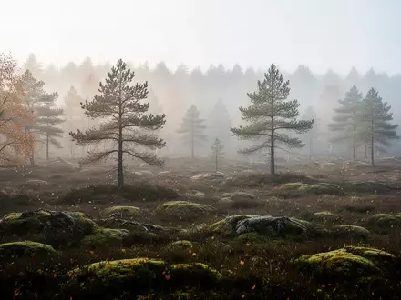 Eine neblige, friedliche Moorlandschaft in der Morgendämmerung als Symbol für Entschleunigung und Naturverbundenheit. - Foto: über boerse-global.de