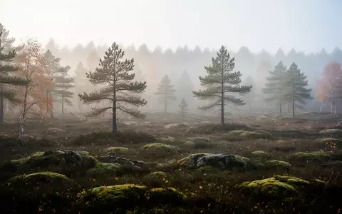Eine neblige, friedliche Moorlandschaft in der Morgendämmerung als Symbol für Entschleunigung und Naturverbundenheit. - Foto: über boerse-global.de