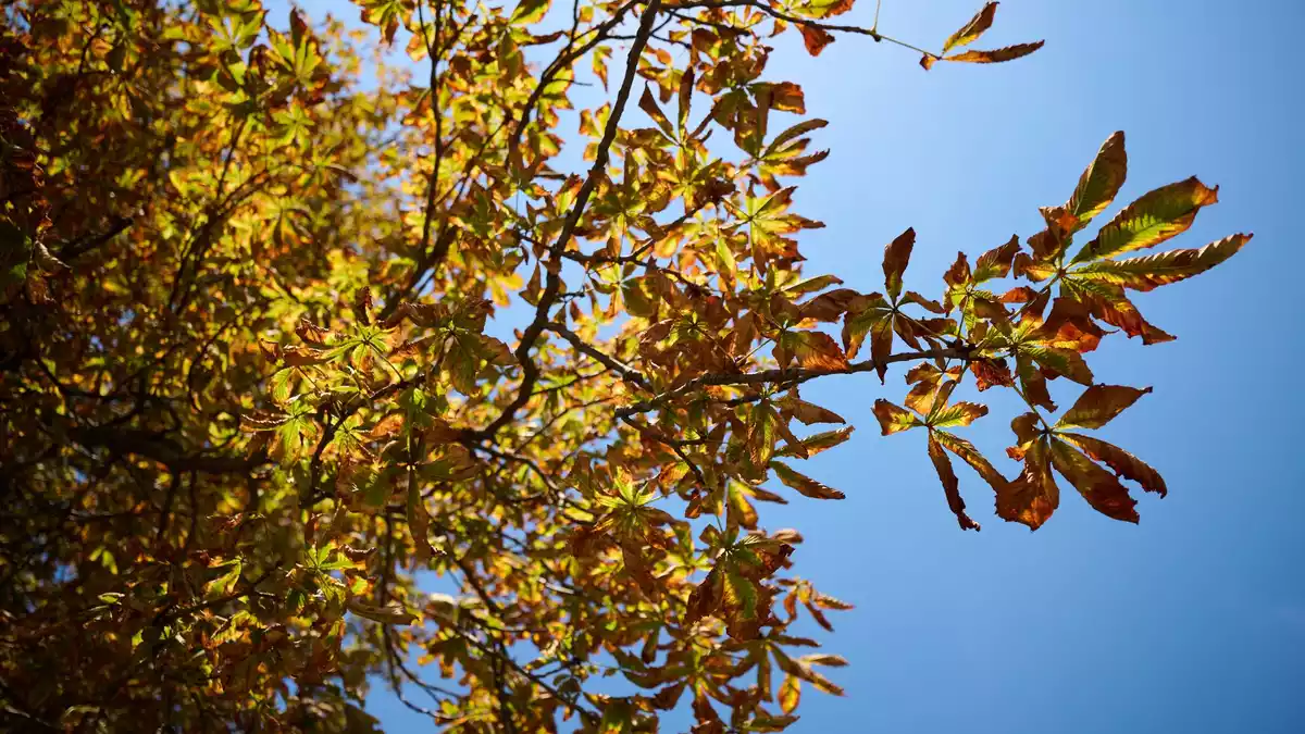 Der Deutsche Wetterdienst sagt für Montag und Mittwoch freundlicheres Herbstwetter vorher.  - Bild: Katharina Kausche/dpa