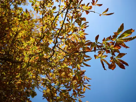 Der Deutsche Wetterdienst sagt für Montag und Mittwoch freundlicheres Herbstwetter vorher.  - Foto: Katharina Kausche/dpa