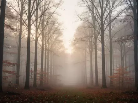 Ein nebliger, ruhiger Wald im herbstlichen Morgenlicht, der eine Atmosphäre der Stille und Entspannung vermittelt. - Foto: über boerse-global.de