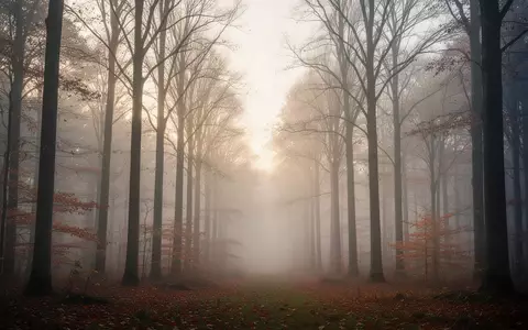 Ein nebliger, ruhiger Wald im herbstlichen Morgenlicht, der eine Atmosphäre der Stille und Entspannung vermittelt. - Foto: über boerse-global.de
