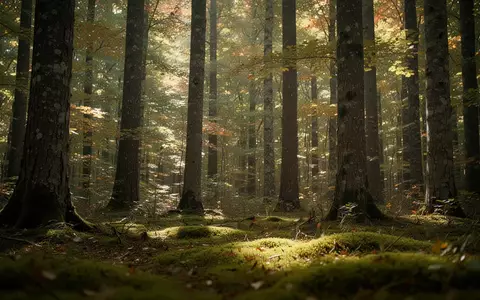 Ein ruhiger, von Sonnenlicht durchfluteter Wald mit dichten Bäumen und moosbedecktem Boden. - Foto: über boerse-global.de