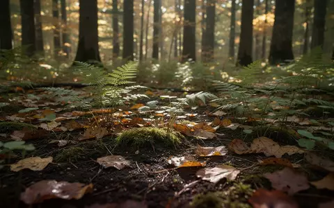 Ein sonnendurchfluteter Waldboden mit Moos, Farnen und herbstlichem Laub im Wald. - Foto: über boerse-global.de