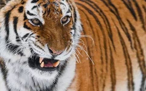 Der sibirische Tiger oder Amur-Tiger ist die größte Raubkatze der Welt. In einem Zoo in England wurde ein Mann von einem der Tiere getötet, nachdem er dessen Gehege betreten hatte. (Illustration) - Foto: Patrick Pleul/dpa-Zentralbild/dpa