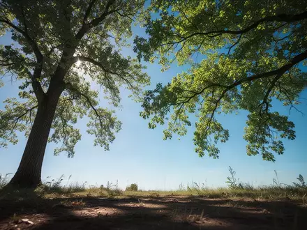 Heller blauer Himmel an einem sonnigen Sommertag, der durch das grüne Blätterdach eines Baumes zu sehen ist. - Foto: über boerse-global.de