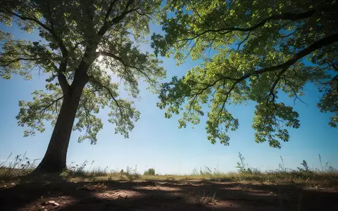 Heller blauer Himmel an einem sonnigen Sommertag, der durch das grüne Blätterdach eines Baumes zu sehen ist. - Foto: über boerse-global.de