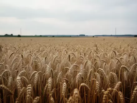 Weites, goldenes Weizenfeld in einer deutschen Agrarlandschaft unter einem bewölkten Himmel. - Foto: über boerse-global.de