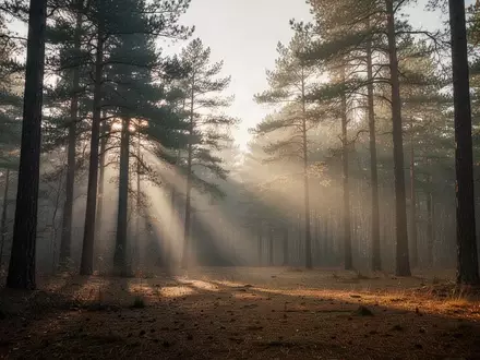 Ein nebliger Wald bei Sonnenaufgang als Symbol für mentale Ruhe und psychologische Unterstützung. - Foto: über boerse-global.de