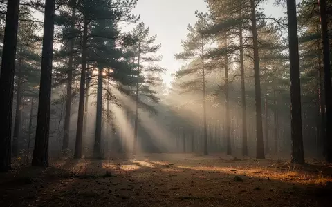 Ein nebliger Wald bei Sonnenaufgang als Symbol für mentale Ruhe und psychologische Unterstützung. - Foto: über boerse-global.de