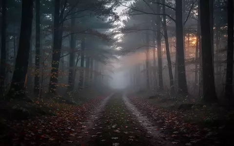 Ein nebliger Waldweg bei Dämmerung, der als Schauplatz für ein Mantrailing-Training dient. - Foto: über boerse-global.de