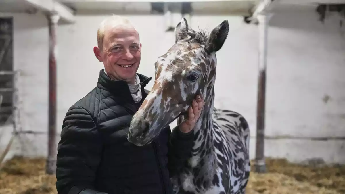Ein Mann und sein Zebra? Nein: Es ist ein Pferd.  - Bild: Sven Kaeuler/dpa