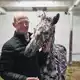Ein Mann und sein Zebra? Nein: Es ist ein Pferd.  - Bild: Sven Kaeuler/dpa