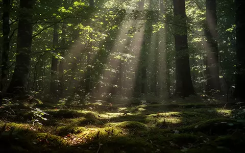 Durch Blätter fallendes Sonnenlicht auf einem moosbewachsenen Waldboden. - Foto: über boerse-global.de